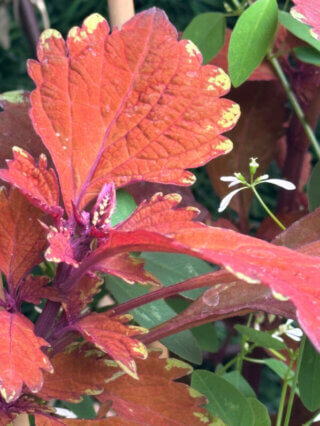 Coleus (Solenostemon) en été sur mon balcon, Paris 19e (75)