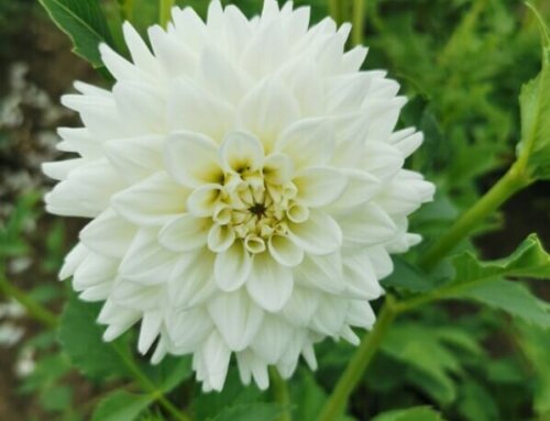 Baptême du dahlia Princesse Palatine au domaine national de Saint-Cloud