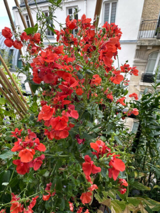 Potée fleurie de diascia sur mon balcon en automne, Paris 19e (75)