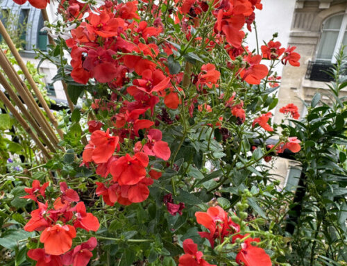 Mon beau diascia toujours aussi fleuri à la fin septembre