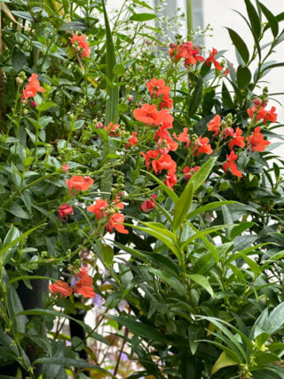 Diascia en été sur mon balcon, Paris 19e (75)