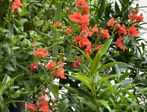 Mon diascia se remet à fleurir