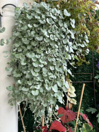 Dichondra repens 'Silver Falls' sur mon balcon en automne, Paris 19e (75)