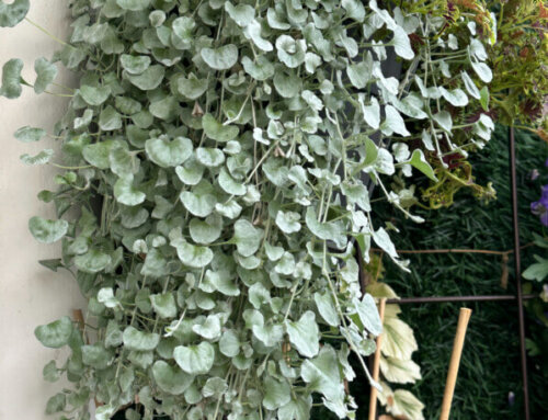 Dichondra argentea ‘Silver Falls’, bilan positif après cette année de culture