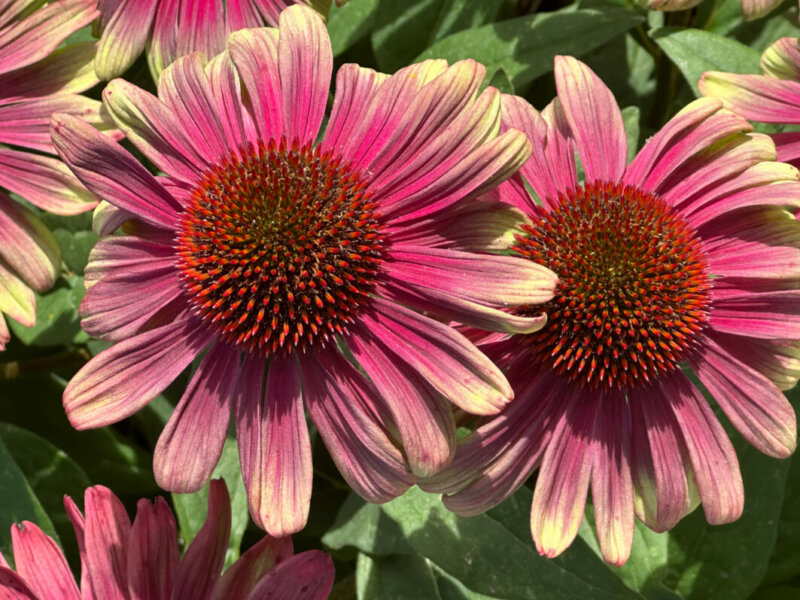 Echinacée (Echinacea) Sweet Sandia, Summer Trials Voltz Horticulture