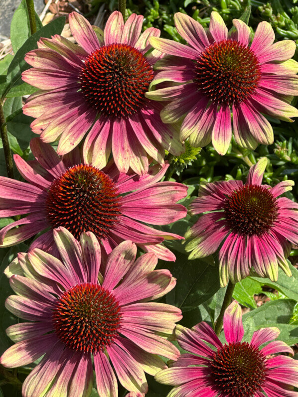 Echinacée (Echinacea) Sweet Sandia, Summer Trials Voltz Horticulture