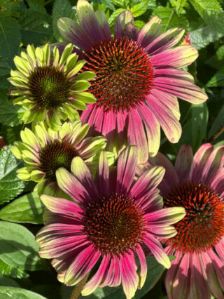 Echinacée (Echinacea) Sweet Sandia, Summer Trials Voltz Horticulture