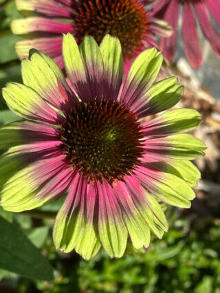 Echinacée (Echinacea) Sweet Sandia, Summer Trials Voltz Horticulture