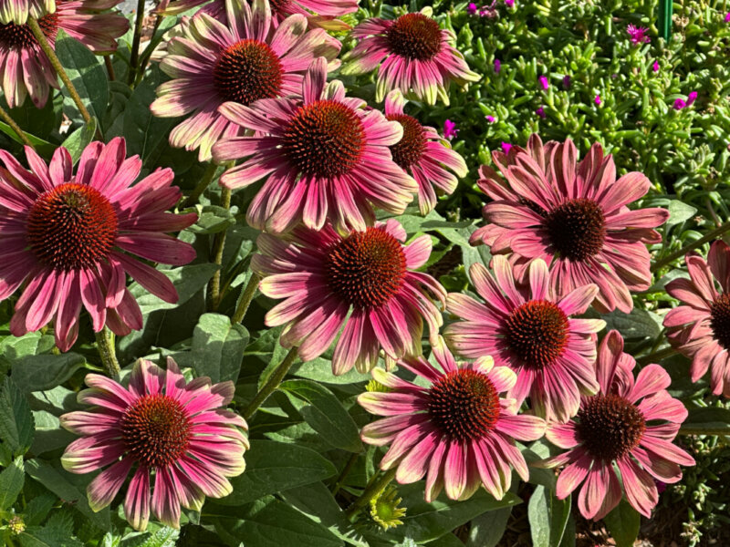 Echinacée (Echinacea) Sweet Sandia, Summer Trials Voltz Horticulture