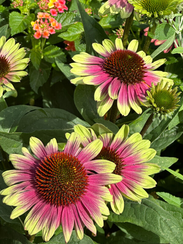 Echinacée (Echinacea) Sweet Sandia, Summer Trials Voltz Horticulture