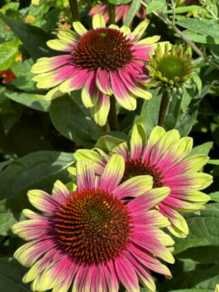 Echinacée (Echinacea) Sweet Sandia, Summer Trials Voltz Horticulture