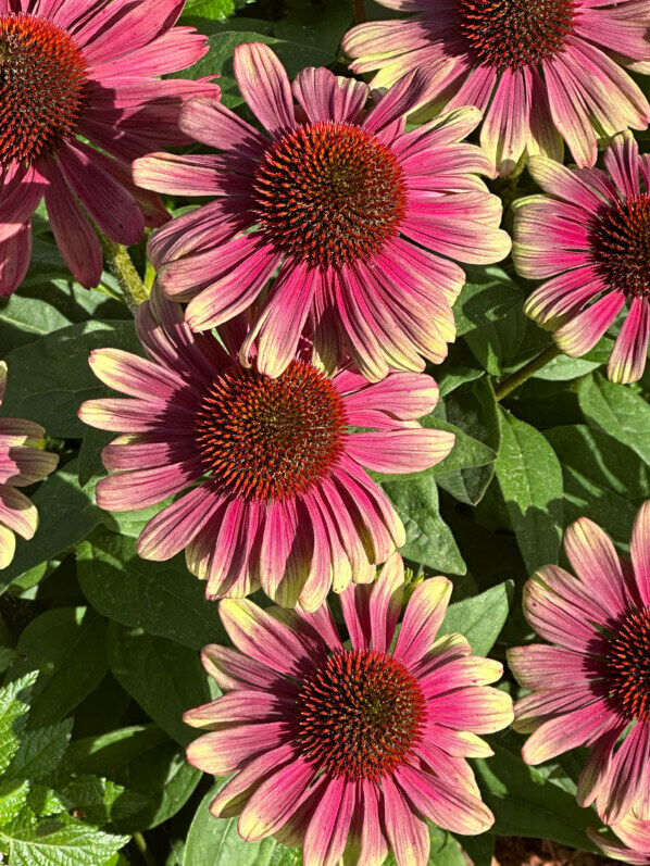 Echinacée (Echinacea) Sweet Sandia, Summer Trials Voltz Horticulture