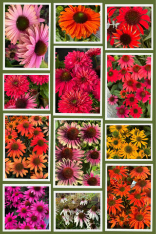 Echinacea hybrides, collage