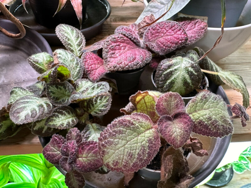 Episcia, Gesnériacées, plante d'intérieur, Paris 19e (75)