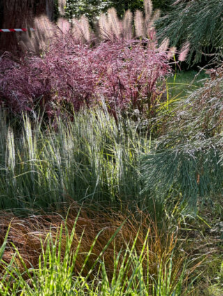 Différentes graminées, Poacées, plantes vivaces, Fête des plantes d'automne, château de Saint-Jean de Beauregard, SainJean de Beauregard (91)