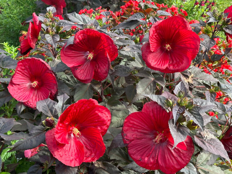 Hibiscus moscheutos Summerific Holy Grail, Malvacées, Voltz Horticulture, septembre 2024