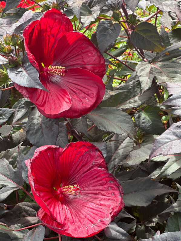 Hibiscus moscheutos Summerific Holy Grail, Malvacées, Voltz Horticulture