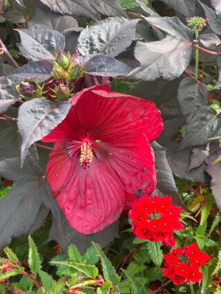 Hibiscus moscheutos Summerific Holy Grail, Malvacées, Voltz Horticulture