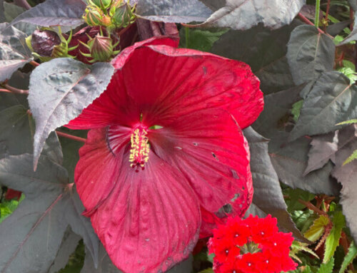 Hibiscus moscheutos Summerific Holy Grail