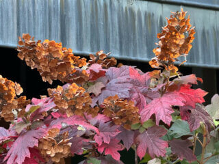 Hydrangea quercifolia en fin d'été dans le Parc Floral, Paris 12e (75)