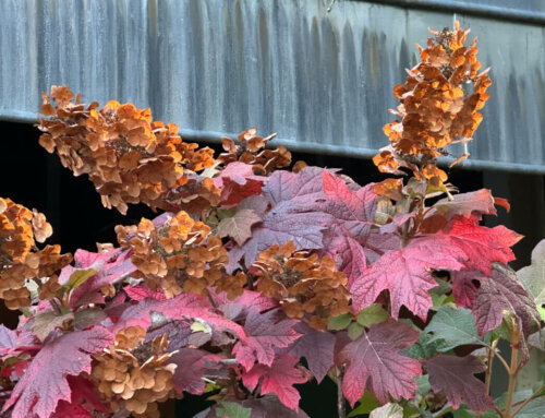 Couleurs d’automne pour l’Hydrangea quercifolia