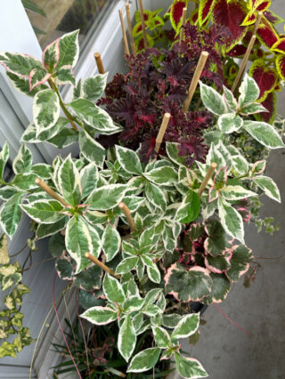 Hydrangea serrata Euphoria Pink en été sur mon balcon, Paris 19e (75)