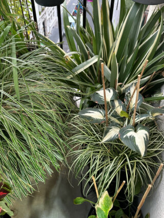 Carex, hosta et iris en fin d'été sur mon balcon, Paris 19e (75)