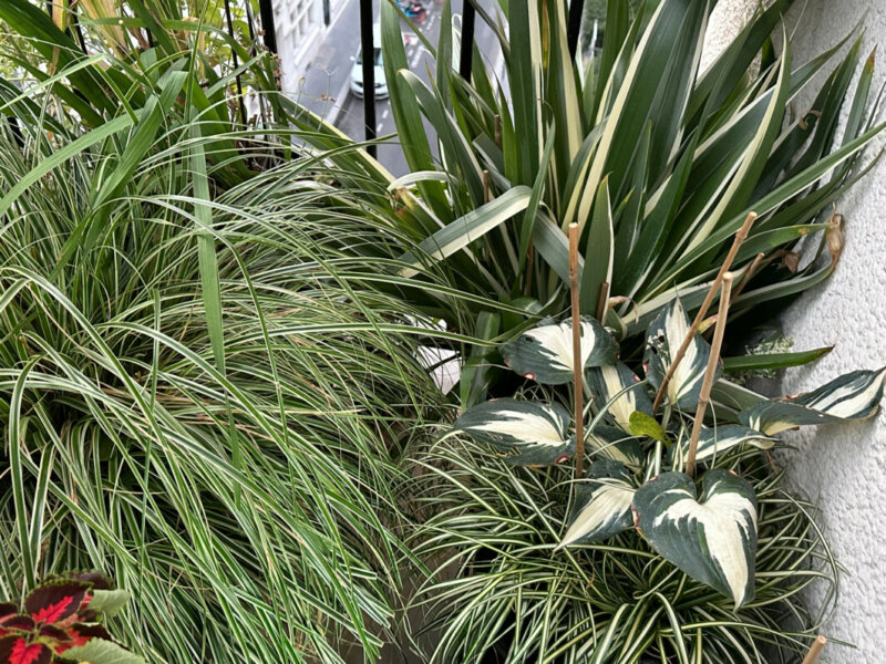 Carex, hosta et iris en fin d'été sur mon balcon, Paris 19e (75)