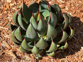 Mangave Praying Hands, plante succulente, Voltz Horticulture