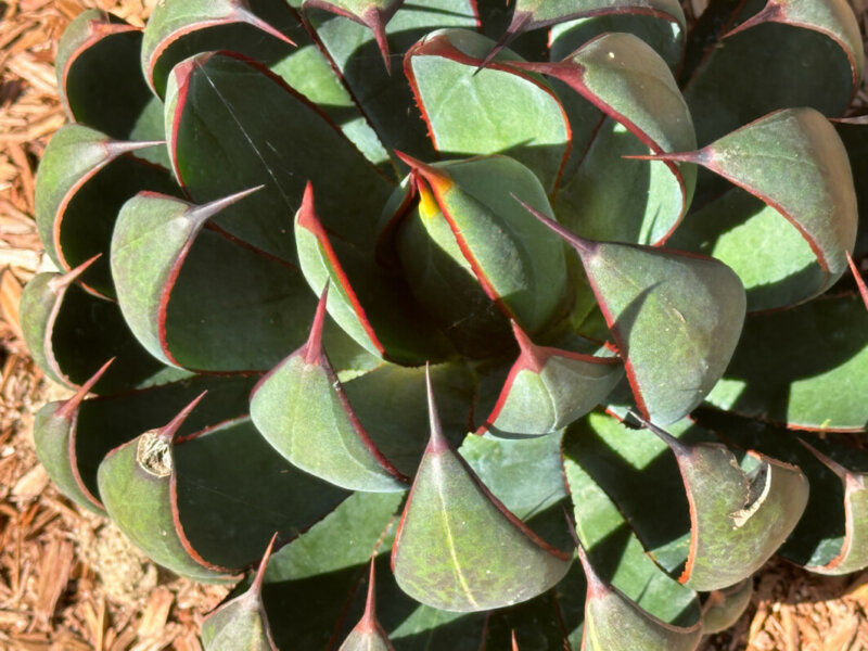 Mangave Praying Hands, plante succulente, Voltz Horticulture, septembre 2024, photo Alain Delavie