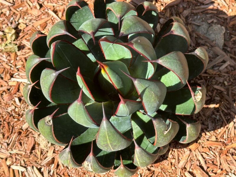 Mangave Praying Hands, plante succulente, Voltz Horticulture