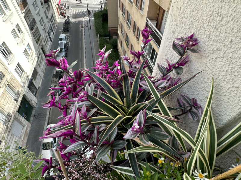 Potée de Mangave 'Snow Leopard' et Tradescantia 'Nanouk' en été sur mon balcon, Paris 19e (75)