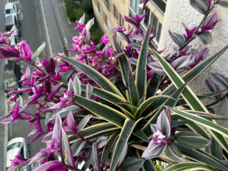 Potée de Mangave 'Snow Leopard' et Tradescantia 'Nanouk' en été sur mon balcon, Paris 19e (75)