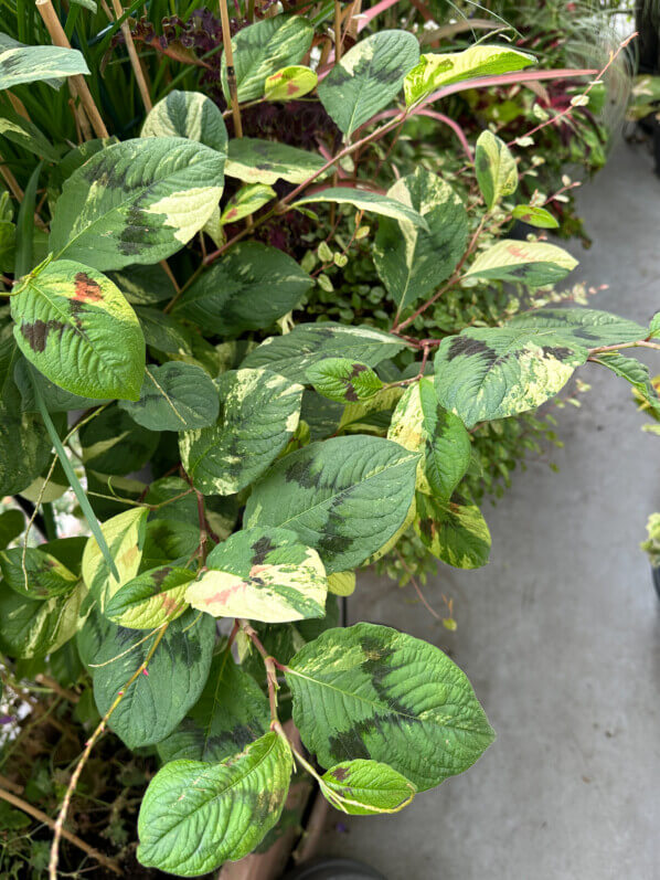 Semis spontané de Persicaria virginiana 'Painter's Palette' sur mon balcon en automne, Paris 19e (75)