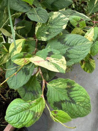 Semis spontané de Persicaria virginiana 'Painter's Palette' sur mon balcon en automne, Paris 19e (75)