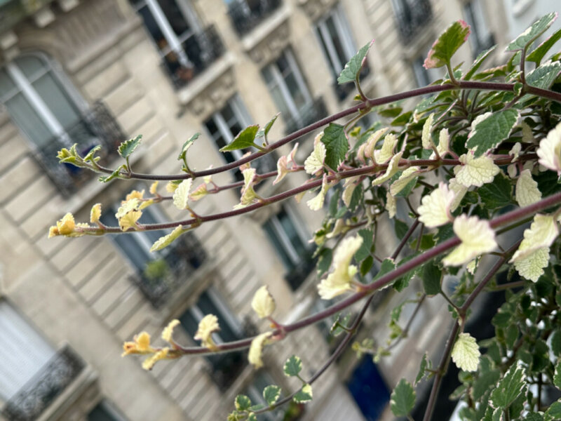 Plectranthus à feuillage panaché en été sur mon balcon, Paris 19e (75)