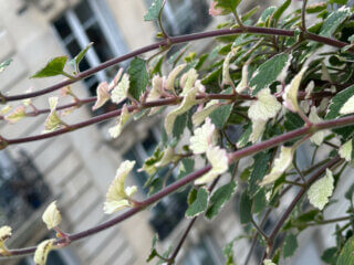 Plectranthus à feuillage panaché en été sur mon balcon, Paris 19e (75)