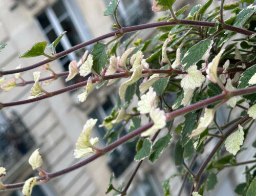 Quand la panachure du plectranthus prend le dessus sur le vert du feuillage