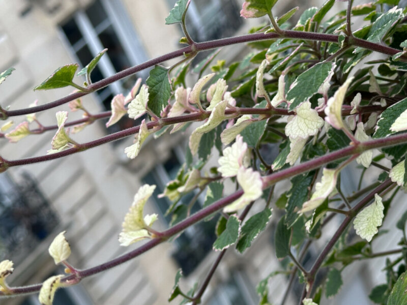 Plectranthus à feuillage panaché en été sur mon balcon, Paris 19e (75)