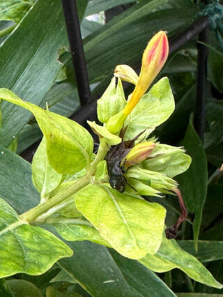 Punaises sur mon balcon en automne, Paris 19e (75)