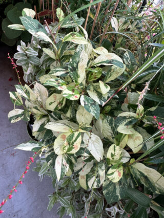 Renouée, Persicaria virginiana 'Painter's Palette', en été sur mon balcon, Paris 19e (75)