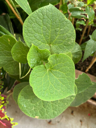 Saruma henryi en été sur mon balcon, Paris 19e (75)