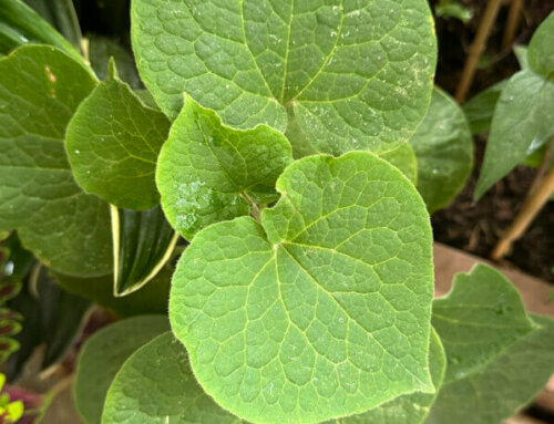 Les jolis coeurs verts du Saruma henryi