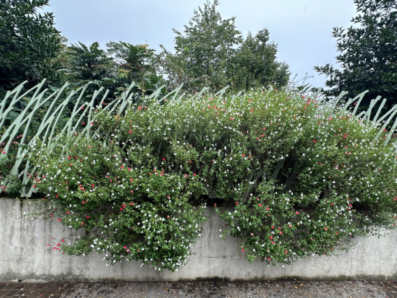 Sauge (Salvia) arbustive 'Hot Lips', Jardin Nelson Mandela, rue Berger, Les Halles, Paris 1er (75)