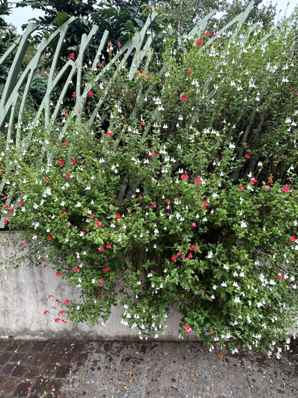 Sauge (Salvia) arbustive 'Hot Lips', Jardin Nelson Mandela, rue Berger, Les Halles, Paris 1er (75)