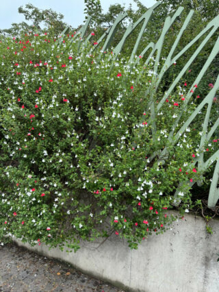 Sauge (Salvia) arbustive 'Hot Lips', Jardin Nelson Mandela, rue Berger, Les Halles, Paris 1er (75)