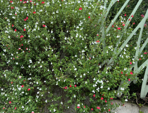 Buisson de sauges ‘Hot Lips’ en bordure du jardin Nelson Mandela (Paris 1er)