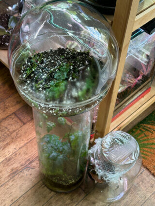 Sélaginelles, plante d'intérieur, terrarium, Paris 19e (75)