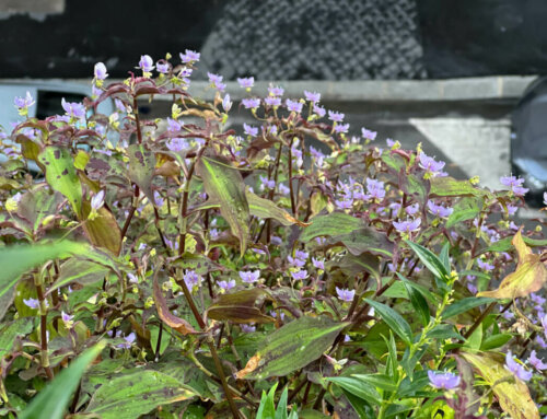 Profusion de fleurs pour ma grosse touffe de Tinantia pringlei