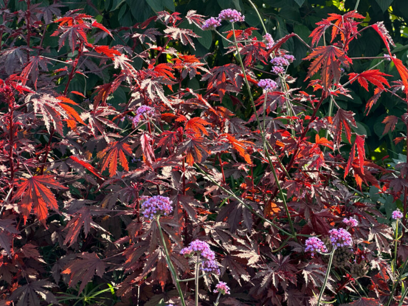 Verveine de Buenos-Aires (Verbena bonariensis) et Hibiscus acetosella 'Mahogany Splendor' en été dans le Parc Floral, Paris 12e (75)